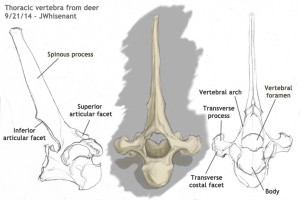 deer vertebra